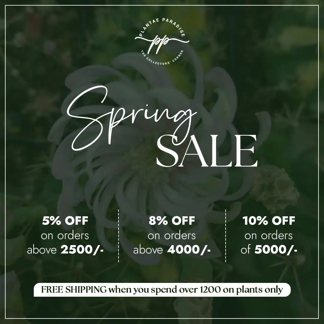 spring-sale