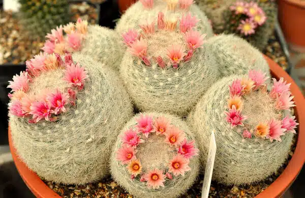 Micro Nutrients and Growth Boosters for Plants