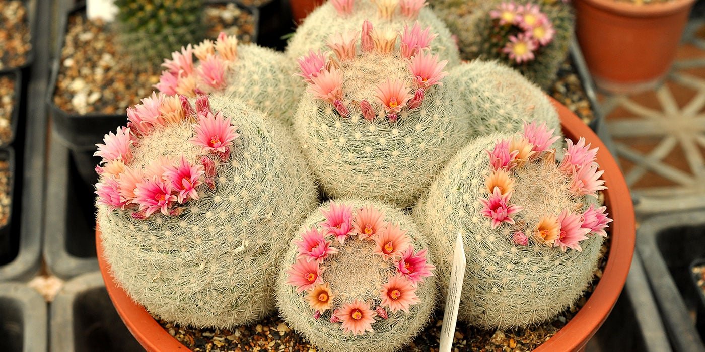 Micro Nutrients and Growth Boosters for Plants