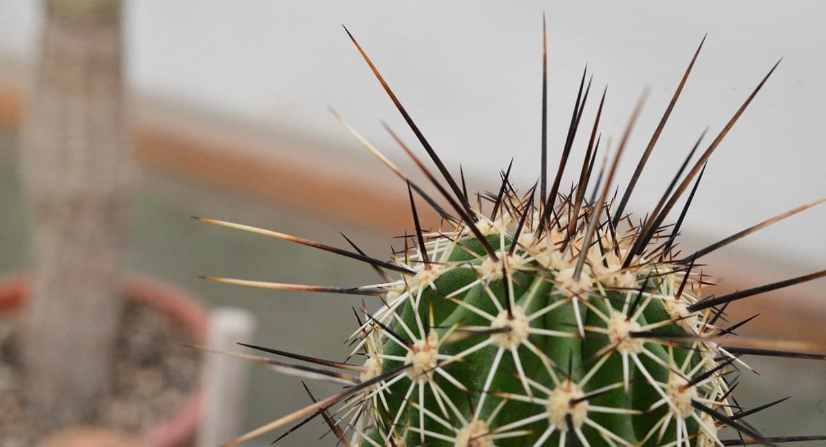 Echinocereus-apachenis