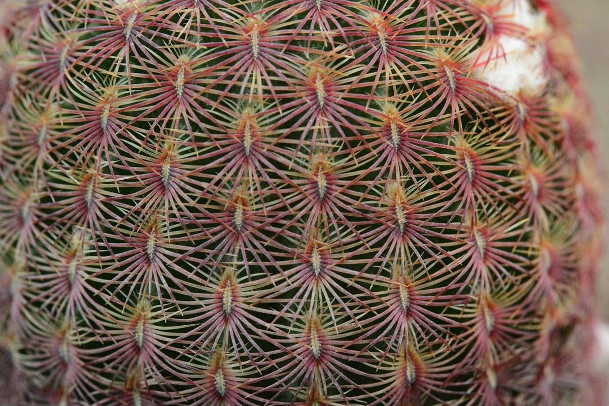 Echinocereus-rigidissimus-var