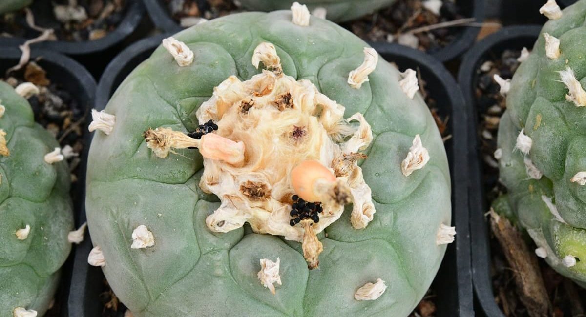 Lophophora-diffusa-Var