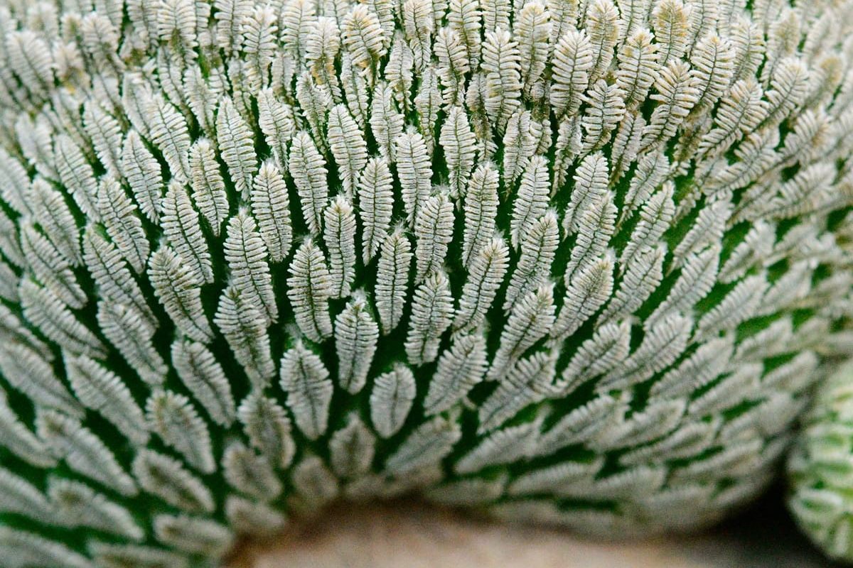 Pelecyphora-aselliformis-crest